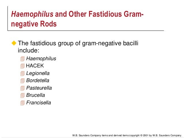 gram negative rods in csf gram negative rods in csf