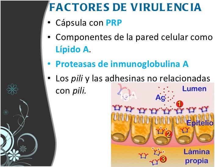 Haemophilus influenzae b