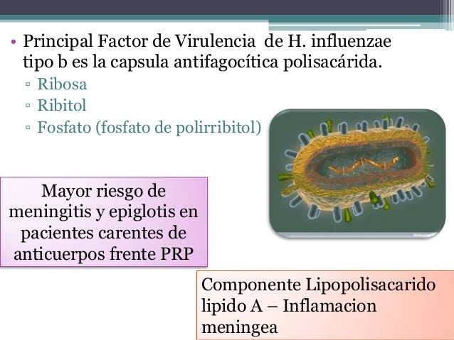 Haemophilus y bacterias relacionadas