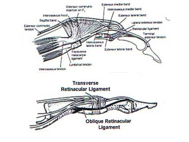 Hand anatomy