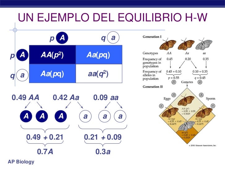 El equilibrio Hardy Weinberg