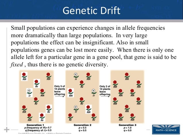 Compare Genetic Drift And Natural Selection Compare Genetic Drift And Natural Selection