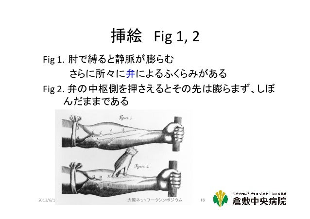 Essay about the heart and circulatory system