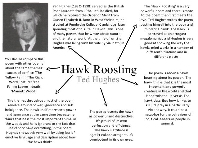 Hawk roosting ted hughes essay