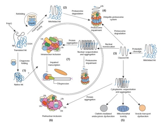 Nature Huntington S Disease Nature Huntington S Disease