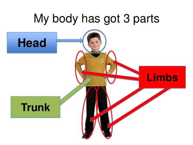 Resultado de imagen de head trunk and limbs