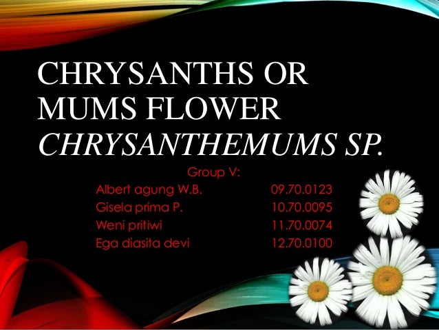 CHRYSANTHS ORMUMS FLOWERCHRYSANTHEMUMS SP.Group V:Albert agung W.B 