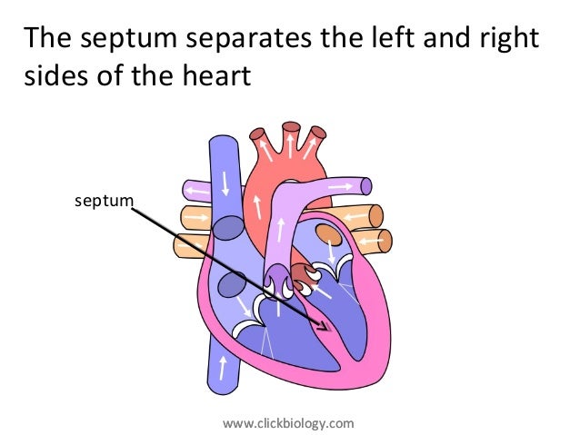 Heart Structure and Function
