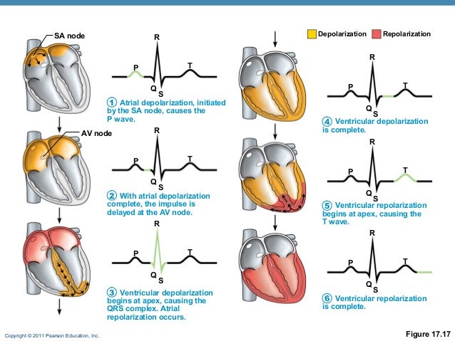 Image result for sequence of depolarization in heart