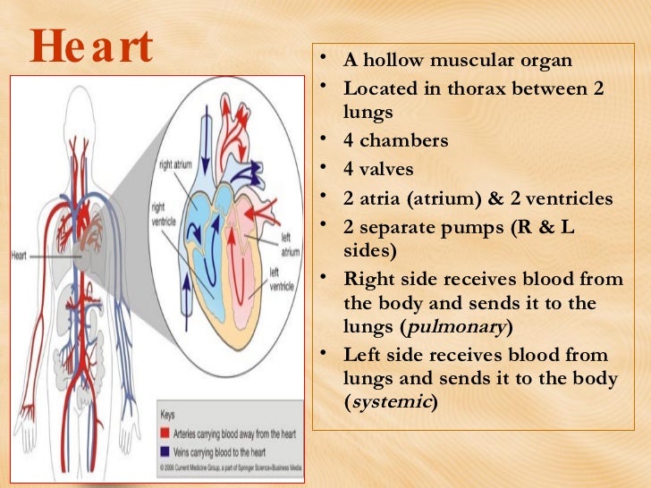Heart Anatomy And Physiologyreview