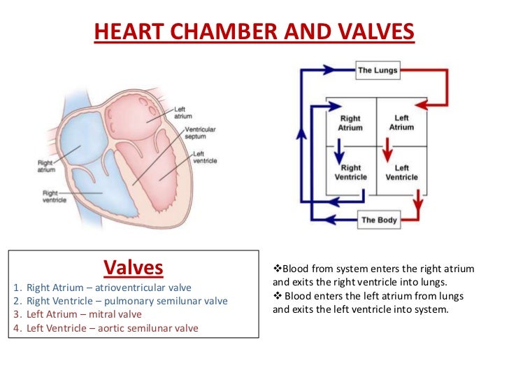 Heart chamber and valve diagram