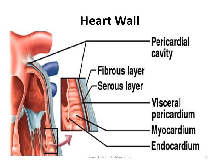 Heart Anatomy