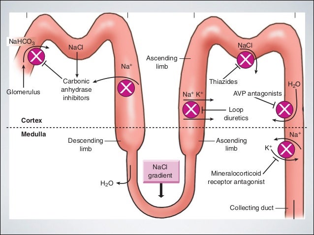 How Does Lasix Work In The Loop Of Henle