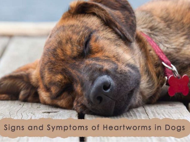 heartworms in puppies heartworms in dogs signs and symptoms heartworms in puppies heartworms in dogs signs and symptoms