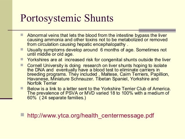 liver shunt symptoms in yorkies heath problems associated with terriers liver shunt symptoms in yorkies heath problems associated with terriers