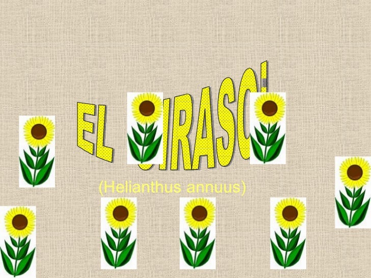 GIRASOL CARACTERISTICAS girasol caracteristicas:
