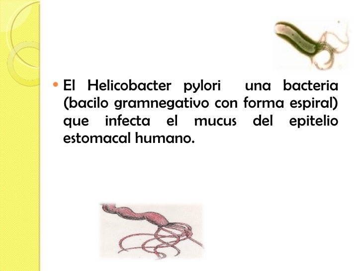 <ul><li>El Helicobacter pylori  una bacteria (bacilo gramnegativo con forma espiral) que infecta el mucus del epitelio est...