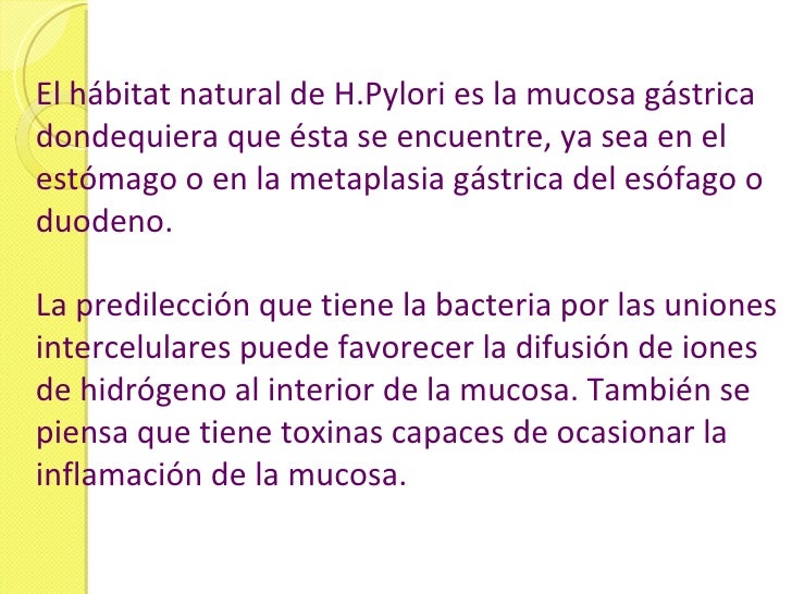 El hábitat natural de H.Pylori es la mucosa gástrica dondequiera que ésta se encuentre, ya sea en el estómago o en la meta...