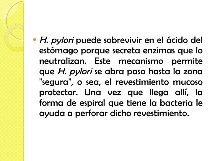 <ul><li>H. pylori  puede sobrevivir en el ácido del estómago porque secreta enzimas que lo neutralizan. Este mecanismo per...