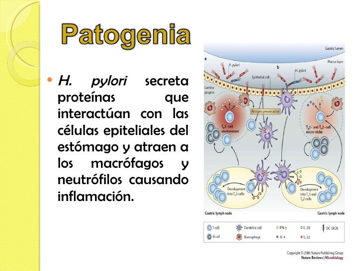 <ul><li>H. pylori  secreta proteínas que interactúan con las células epiteliales del estómago y atraen a los macrófagos y ...