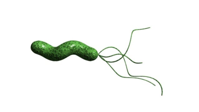 bactérie helicobacter pylori symptomes helicobacter pylori peptic ulcer symptoms bacteria h pylori medici bactérie helicobacter pylori symptomes helicobacter pylori peptic ulcer symptoms bacteria h pylori medici
