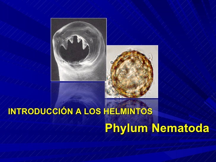 Los carnívoros herbívoros los parásitos omnívoros