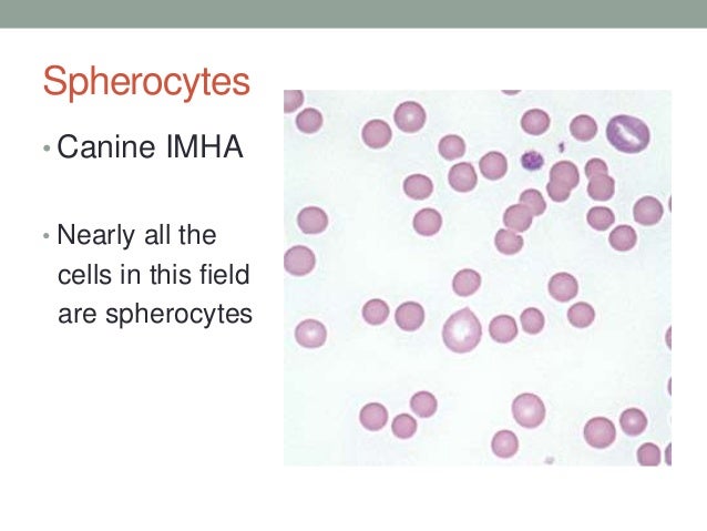 imha in dogs hematology basics pt 1 jpg imha in dogs hematology basics pt 1 jpg