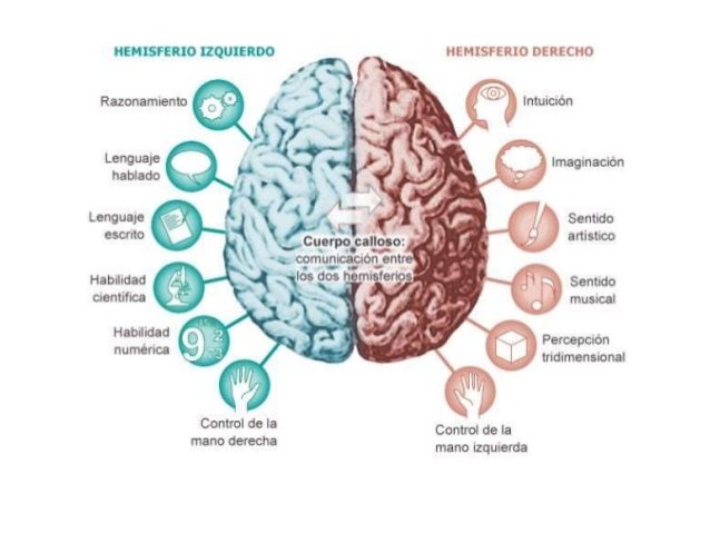 Hemisferios Cerebrales