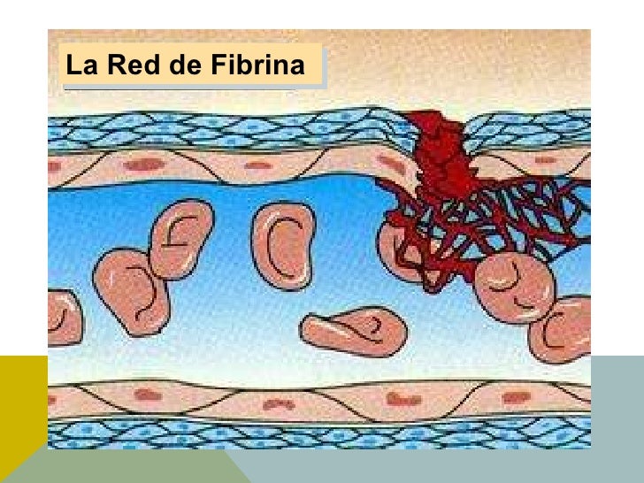 Hemostasia y coagulacion. Coagulacion.