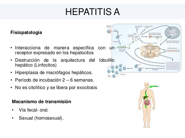 HEPATITIS
