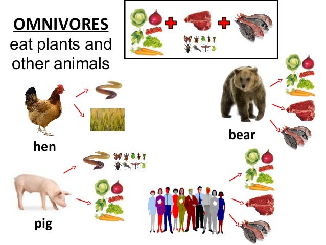 Eating Habits Of Animals - Lessons - Blendspace