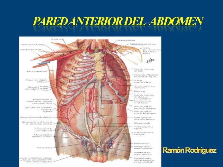 Las revocaciones sobre la osteocondrosis sheyno de pecho