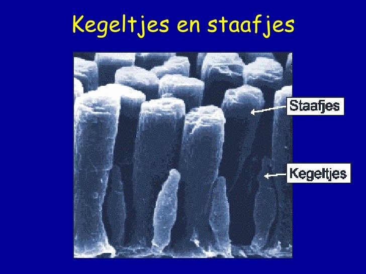 Het menselijk oog