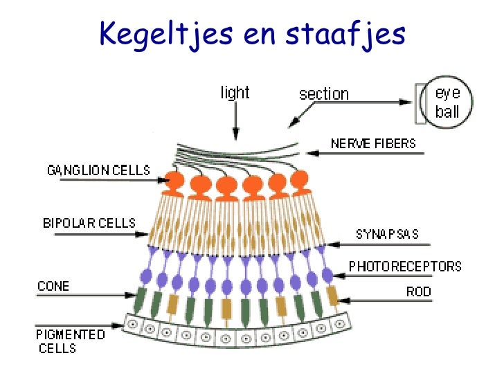 Kegeltjes En Staafjes In Het Oog