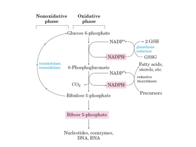 fatty acid synthesis