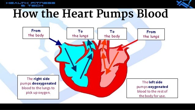 part of the human body is responsible for pumping blood