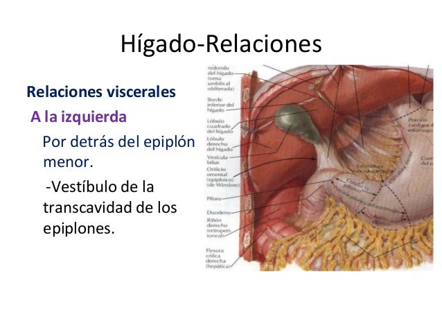 vestibulo de la transcavidad de los epiplones h 237 gado vestibulo de la transcavidad de los epiplones h 237 gado