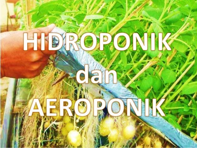 Penanaman Cara Hidroponik dan Aeroponik