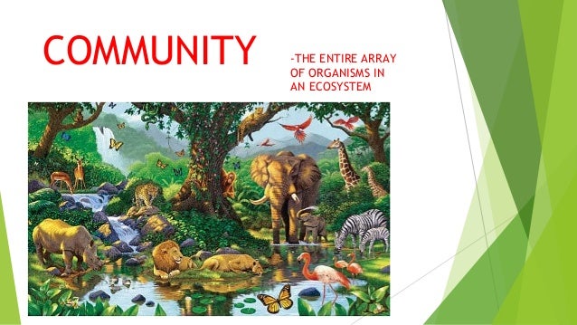 Hierarchy of cellular organization