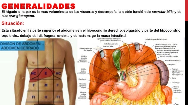 Los sistemas de la depuración del organismo de los parásitos