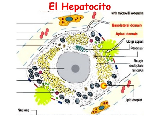 Sildenafil Y Paracetamol