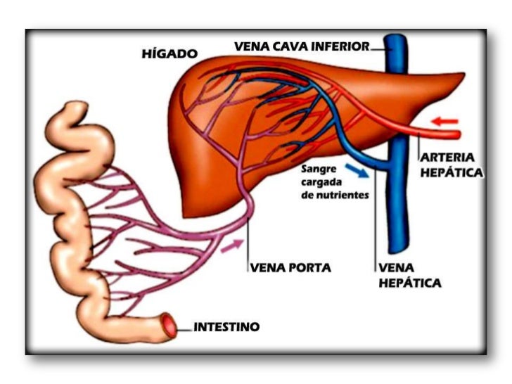 Higado y vias biliares