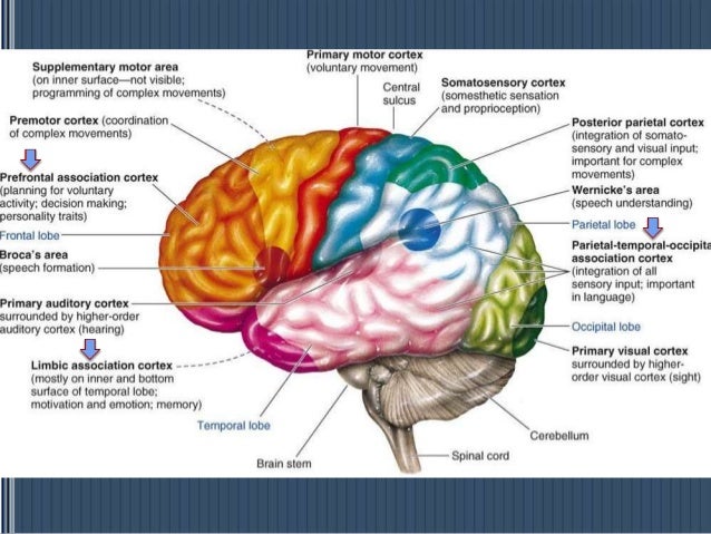 How to Study the Functions of Motor Neurons of the Nervous System of Humans How to Study the Functions of Motor Neurons of the Nervous System of Humans