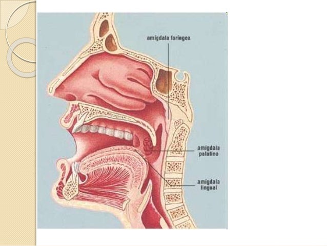 Resultado de imagen para amigdala faringea