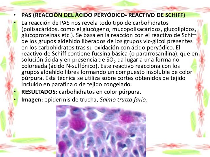 Histología