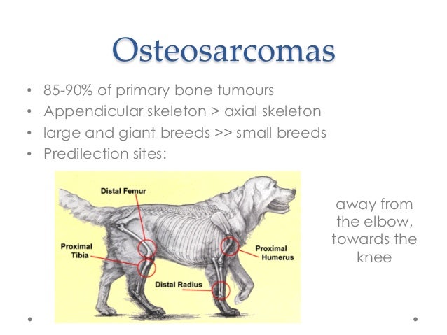 histiocytic sarcoma in dogs histiocytic sarcoma or osteosarcoma that is the question histiocytic sarcoma in dogs histiocytic sarcoma or osteosarcoma that is the question