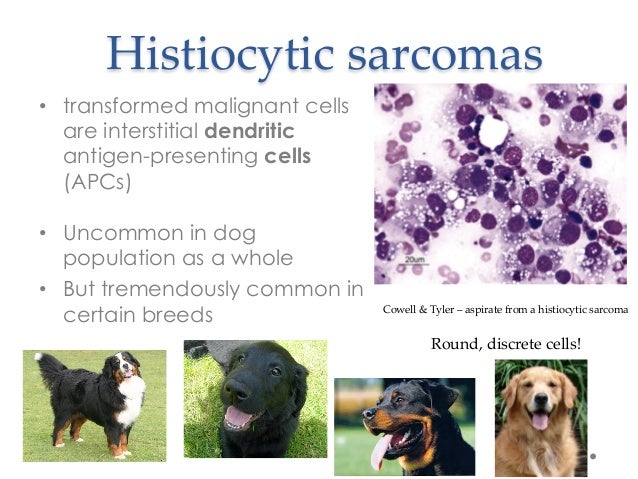 histiocytic sarcoma in dogs histiocytic sarcoma or osteosarcoma that is the question histiocytic sarcoma in dogs histiocytic sarcoma or osteosarcoma that is the question
