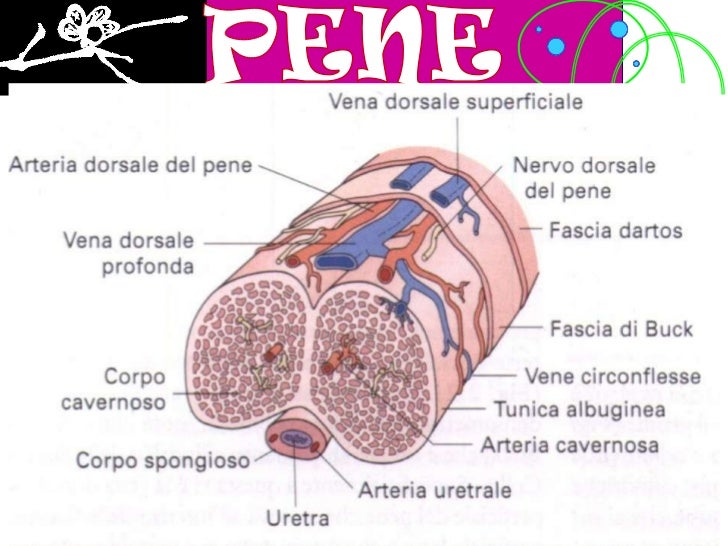 El miembro se hacía un poco menos