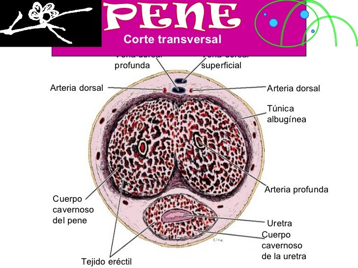 La publicidad sobre el aumento del miembro