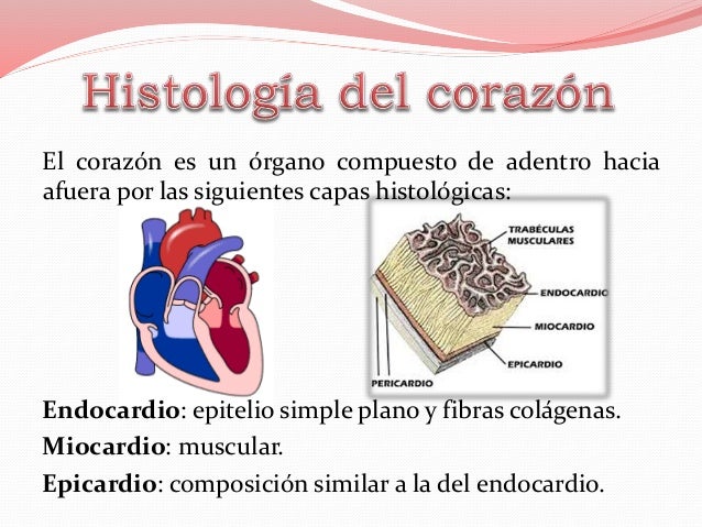 Capas Del Corazon De Adentro Hacia Afuera